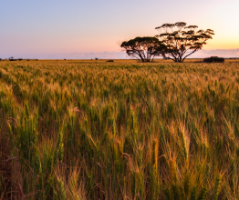 A field of wheat at sunset in Australia. There are silhouettes of gum trees along the horizon.