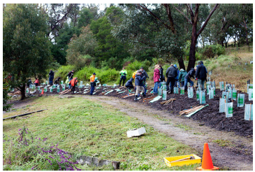 Image shows a Yarra Valley landcare group tree planting event. Photograph courtesy of DEPI.