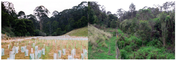 Image shows before and after works at Frenchmans Gully, Lakes Entrance. Photographs courtesy of East Gippsland
CMA.