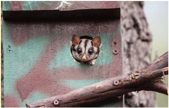 Image shows monitoring fauna that makes a home in nest boxesinstalled by Goulburn Broken CMA. 
Photograph courtesy of Russell Jones.