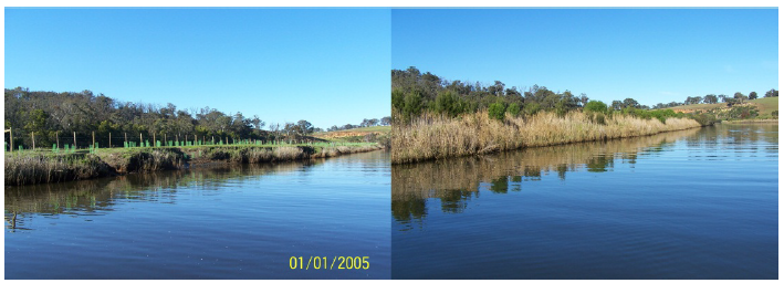 Image shows before and after works on the Nicholson River. Photograph courtesy of East Gippsland CMA.