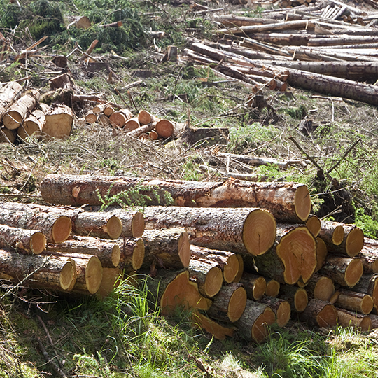 Managing logging in State forests | Victorian Auditor-General's Office