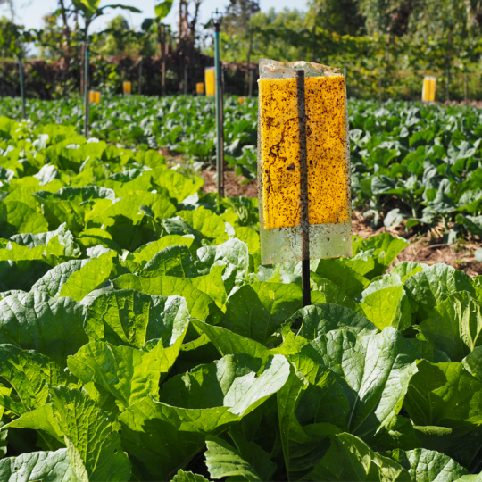 Yellow sticky bug trap in a crop of leafy green vegetables.