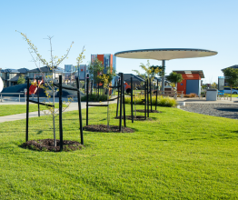 A row of newly planted trees in a public park. It is a sunny day and there is a playground and row of houses in the background.