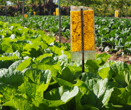 Yellow sticky bug trap in a crop of leafy green vegetables.